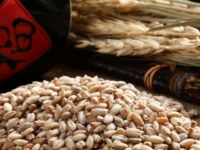 青海白青稞米 货源充足量大从优 五谷杂粮产地供应图2