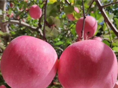 陕西洛川红富士苹果5斤10斤装脆甜多汁产地直发图3