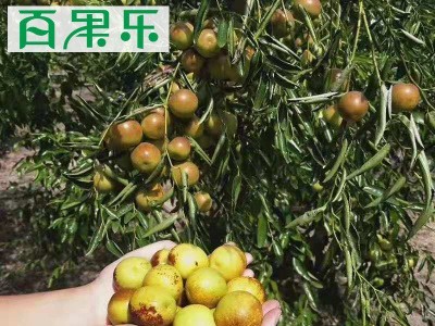 【产地直供】陕西大荔冬枣2/3/4斤包邮 现摘新鲜水果脆甜冬枣子图2