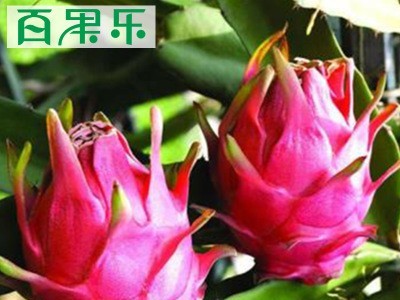 【越南白心火龙果】新鲜热带水果白心火龙果非红心大果5/9斤包邮图3