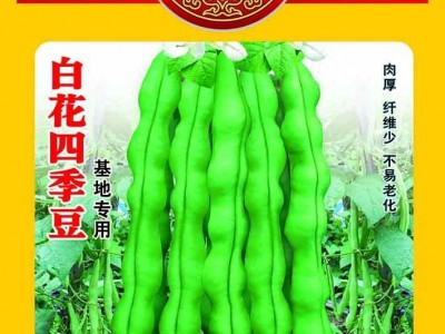 重庆本地受欢迎的四季豆品种，好吃好卖不易老化带小时候的清香味图2