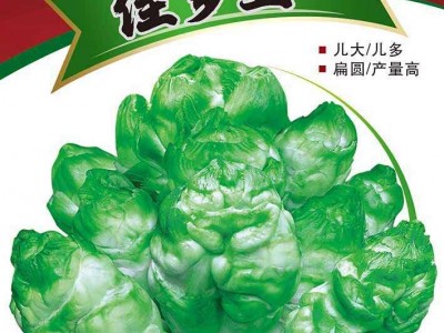 儿个头大好吃好卖煮汤生炒凉拌多种吃法四川重庆的畅销品种图3
