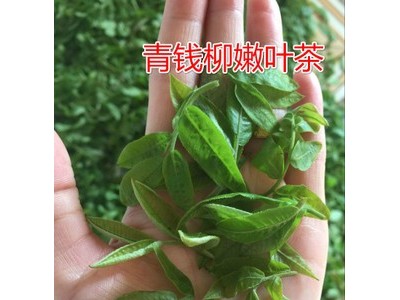 绥宁青钱柳 金钱柳产地货源 茶叶 厂家批发 嫩叶青钱柳茶湖南绥宁图2