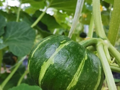 甘肃沙漠正宗日本惠和1号贝贝南瓜板栗味老瓜新鲜4斤宝宝辅食包邮图2