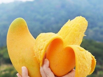 海南金煌芒果新鲜采摘大芒果当季鲜果甜心芒玉芒金煌芒3/5/9斤图4