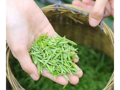 天府龙芽宜宾早茶新茶2020明前春茶龙井特级高山有机绿茶散茶批发图3