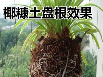 花卉苗木种植园林绿化椰糠营养土 菲律宾免泡发100升袋装散包椰糠图3