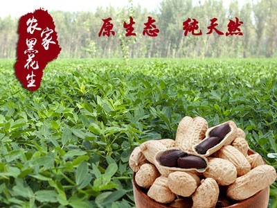 黑花生种子花生果花生豆种子家种菜园大田黑花生种子籽蔬菜种孑图2