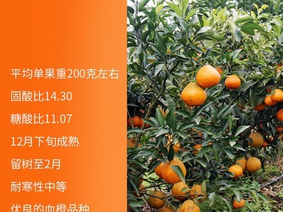 木索血橙苗杂柑新品种果树苗 庭院种植嫁接南北方种植苗 基地直发图2