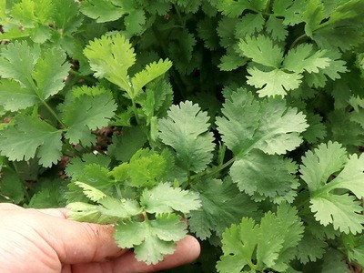 寿光蔬菜种子 香菜种子四季播 芫荽种子香菜籽大叶铁杆耐热香菜种图4