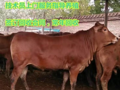 先养后付款在线咨询鲁西黄牛肉牛犊价格买利木赞牛犊免费运输到家图2