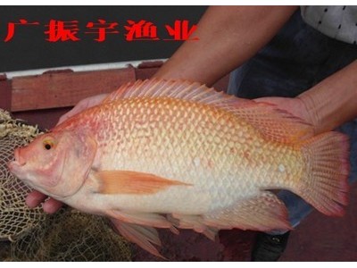 鱼苗批发 红罗非鱼苗彩虹雕红腊鱼苗珍珠腊鱼苗 淡水养殖鱼苗图3