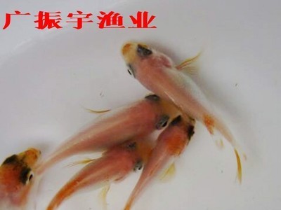 鱼苗批发 红罗非鱼苗彩虹雕红腊鱼苗珍珠腊鱼苗 淡水养殖鱼苗图5