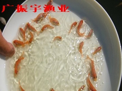 鱼苗批发 红罗非鱼苗彩虹雕红腊鱼苗珍珠腊鱼苗 淡水养殖鱼苗图4
