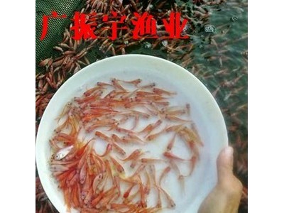 鱼苗批发 红罗非鱼苗彩虹雕红腊鱼苗珍珠腊鱼苗 淡水养殖鱼苗图2