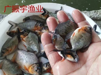 大量热销 淡水白鲳鱼苗批发 鲳鱼苗 鱼类养殖 鱼苗供应图2