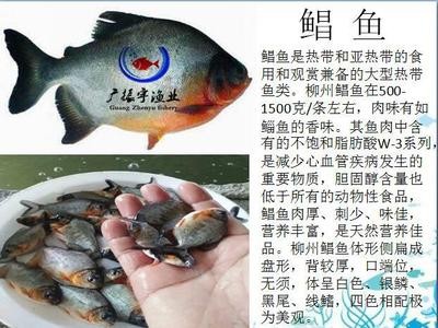 大量热销 淡水白鲳鱼苗批发 鲳鱼苗 鱼类养殖 鱼苗供应图3