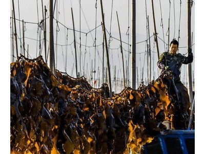 福建霞浦干货海带手工日晒无沙海带1斤2斤4斤厂家批发源产地包邮图3