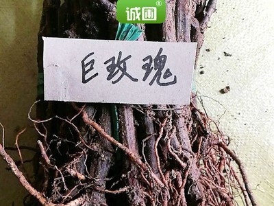 葡萄苗木基地嫁接巨玫瑰葡萄苗口感好 适合南北方种植图4