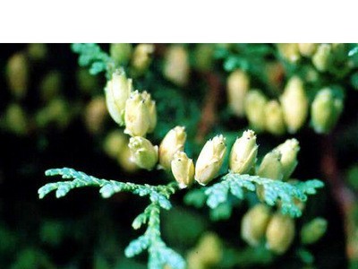 北美香柏育苗绿植盆栽家庭阳台园艺批发图4