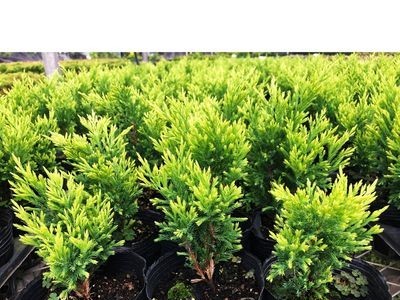 北美香柏育苗绿植盆栽家庭阳台园艺批发图2