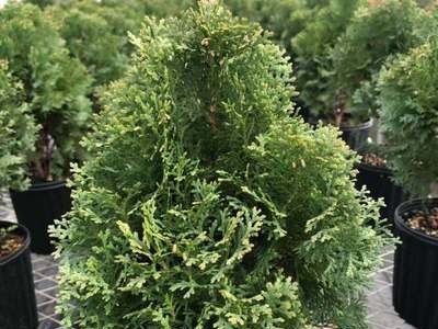 北美香柏育苗绿植盆栽家庭阳台园艺批发图3