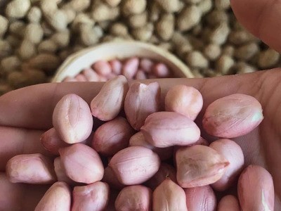 大量批发东北散装花生米大粒饱满粉红皮榨油花生米五谷杂粮花生米图2