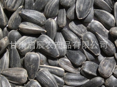 大量供应优质黑油葵 小黑瓜子 黑珍珠瓜子 芽苗菜种子 鸟食 鸽粮图4