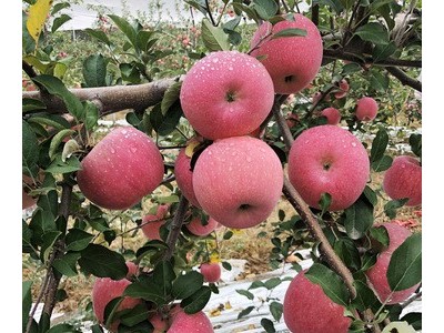 黄土妈妈陕西洛川红富士苹果产地直发脆甜多汁新鲜水果苹果代发图3