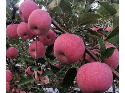 黄土妈妈陕西洛川红富士苹果产地直发脆甜多汁新鲜水果苹果代发图2