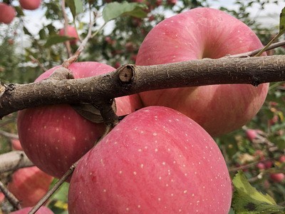 黄土妈妈 洛川红富士苹果24枚90陕西特产洛川苹果产地一件代发图4