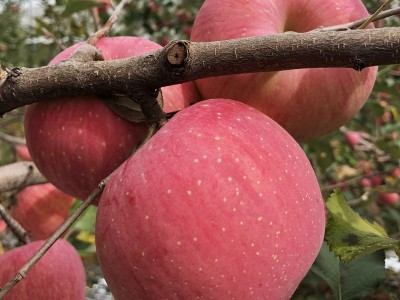 黄土妈妈 洛川红富士苹果24枚90陕西特产洛川苹果产地一件代发图5