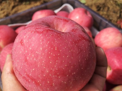 黄土妈妈陕西延安洛川苹果24枚75mm红富士当季新鲜水果产地批发图3
