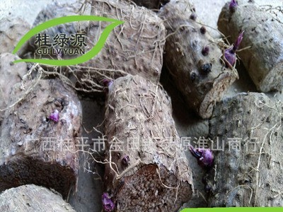 淮山产地批发【紫玉淮山种块】 发芽率高 亩产高 送种植视频图5