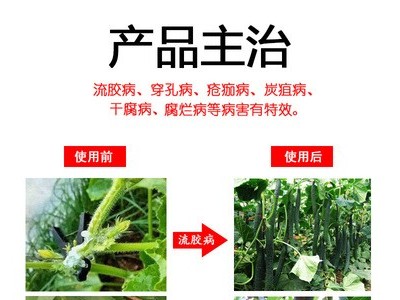 流胶病特效素杀菌剂黄瓜茄子桃树柠檬流胶病穿孔病柑橘疮痂病农药图3