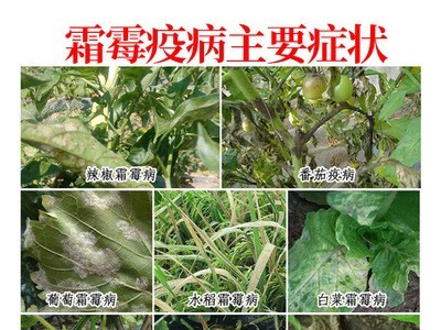 进口霜霉疫病特效2号 各种作物辣椒番茄草莓杀菌快农药杀菌剂包邮图2