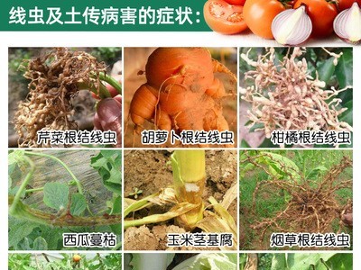 蘸根移栽无线虫 芹菜烟草柑橘洋葱番茄土传病害 根结线虫病专用药图2