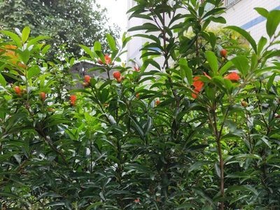 产地软籽中农红石榴苗突尼斯软籽石榴苗大量批发量大免邮四季发货图4