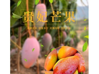 海南贵妃芒 三亚热带应季新鲜水果非树上熟芒果批发 现货整箱代发图2