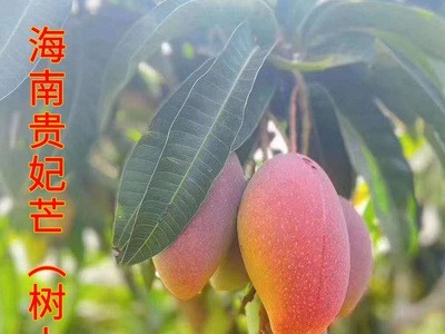 海南贵妃芒 三亚热带应季新鲜水果非树上熟芒果批发 现货整箱代发图4