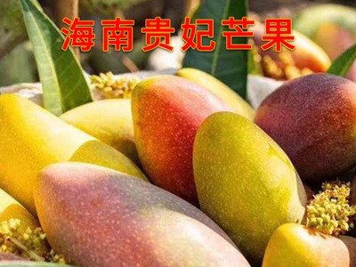 海南贵妃芒 三亚热带应季新鲜水果非树上熟芒果批发 现货整箱代发图5
