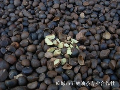 （产地供应）湖北油茶籽 烘干茶籽 油茶之乡 高油率茶籽 山茶籽图4