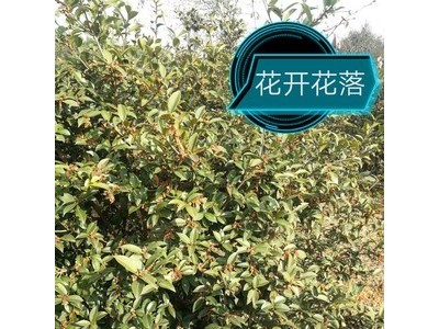 油茶子/干茶子/干茶籽/山茶籽/农村干茶籽/油茶干茶籽/油茶种子图3