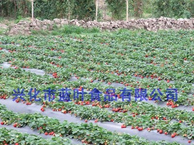 供应草莓粉 冻干草莓粉末 FD草莓粉末 粗粉颜色鲜红图2