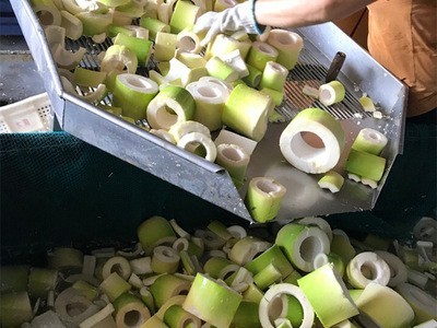 百笋园 新鲜麻笋盐渍笋丁 腌渍笋丁 厂家直销批量 现货批发 蔬菜图2