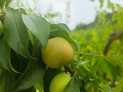 5斤 四川脱骨李子水果脆李新鲜现货当天发货脆甜半边红青菌红李子图4