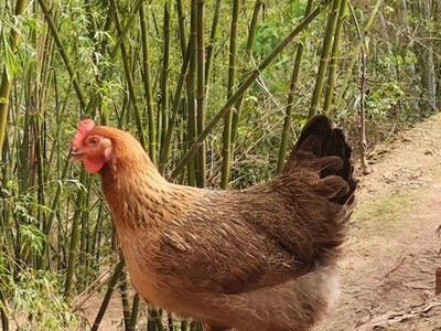 老母鸡 清远麻鸡生鲜白条鸡散养冰冻土鸡肉 白切活鸡现杀顺丰空运图5