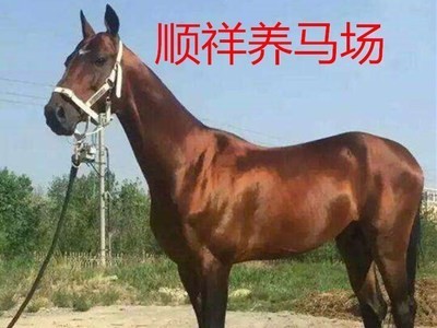 枣红色骑乘马汗血马多少 哪里有女士骑乘半血马温血马驯养基地图3