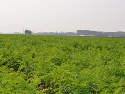 厂家直供 胡萝卜 安丘市汇海食品无公害蔬菜基地 质量保障图4