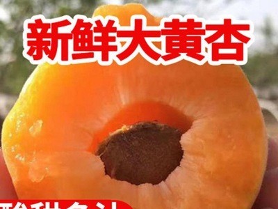 陕西大黄杏子应季新鲜现摘孕妇水果3/5斤整箱批发红杏酸杏甜杏子图4